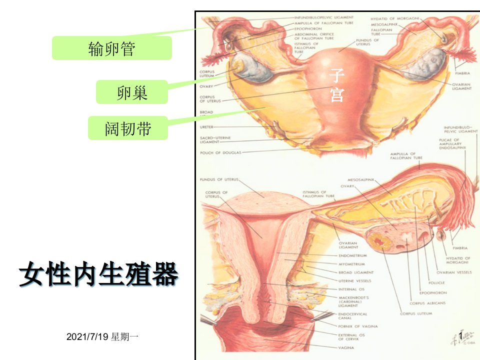 医学专题妊娠病异位妊娠