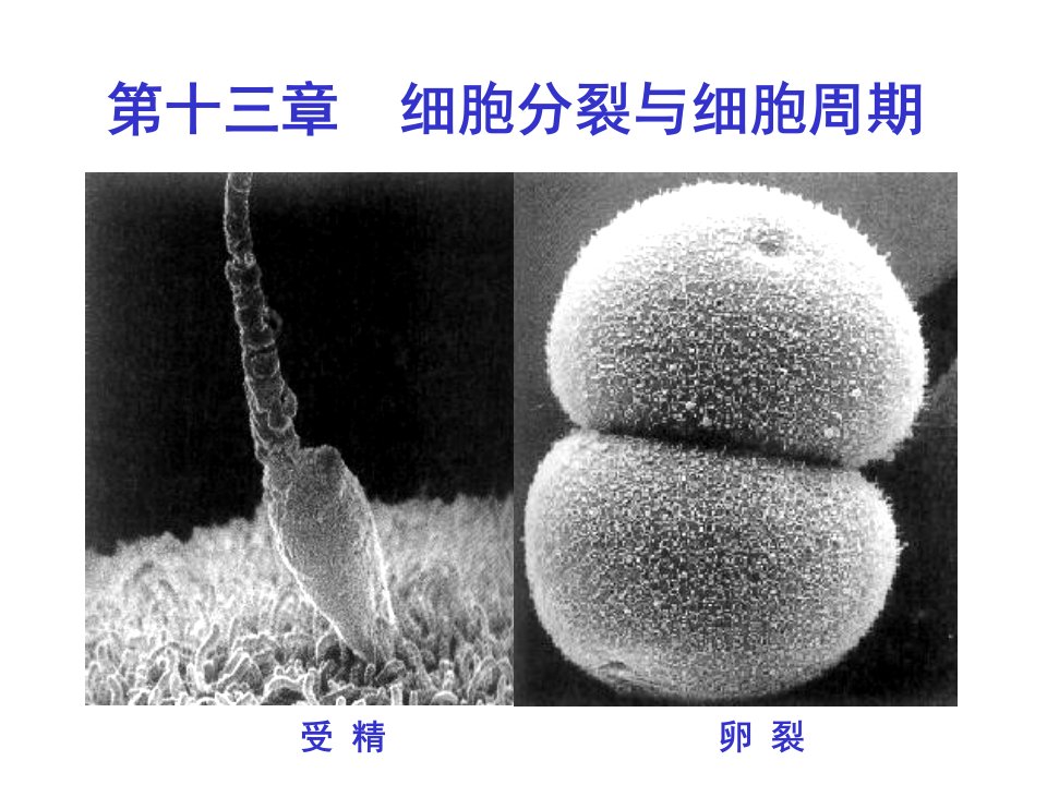 医学细胞生物学细胞分裂本科