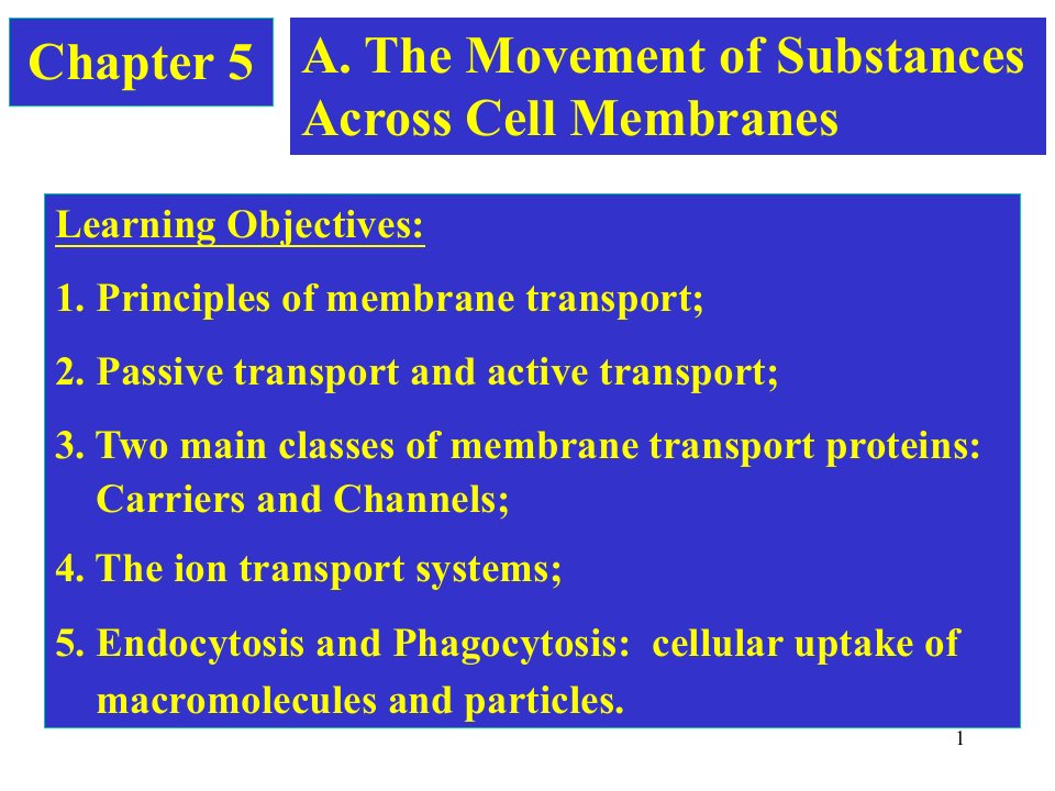 北京大学细胞生物学物质的跨膜运输课堂PPT