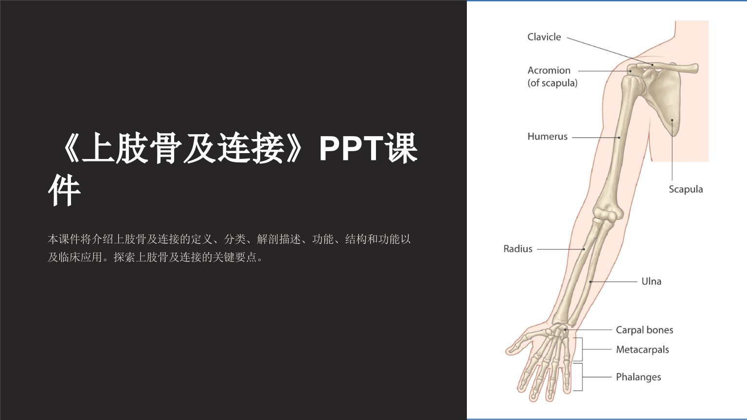 《上肢骨及连接》课件