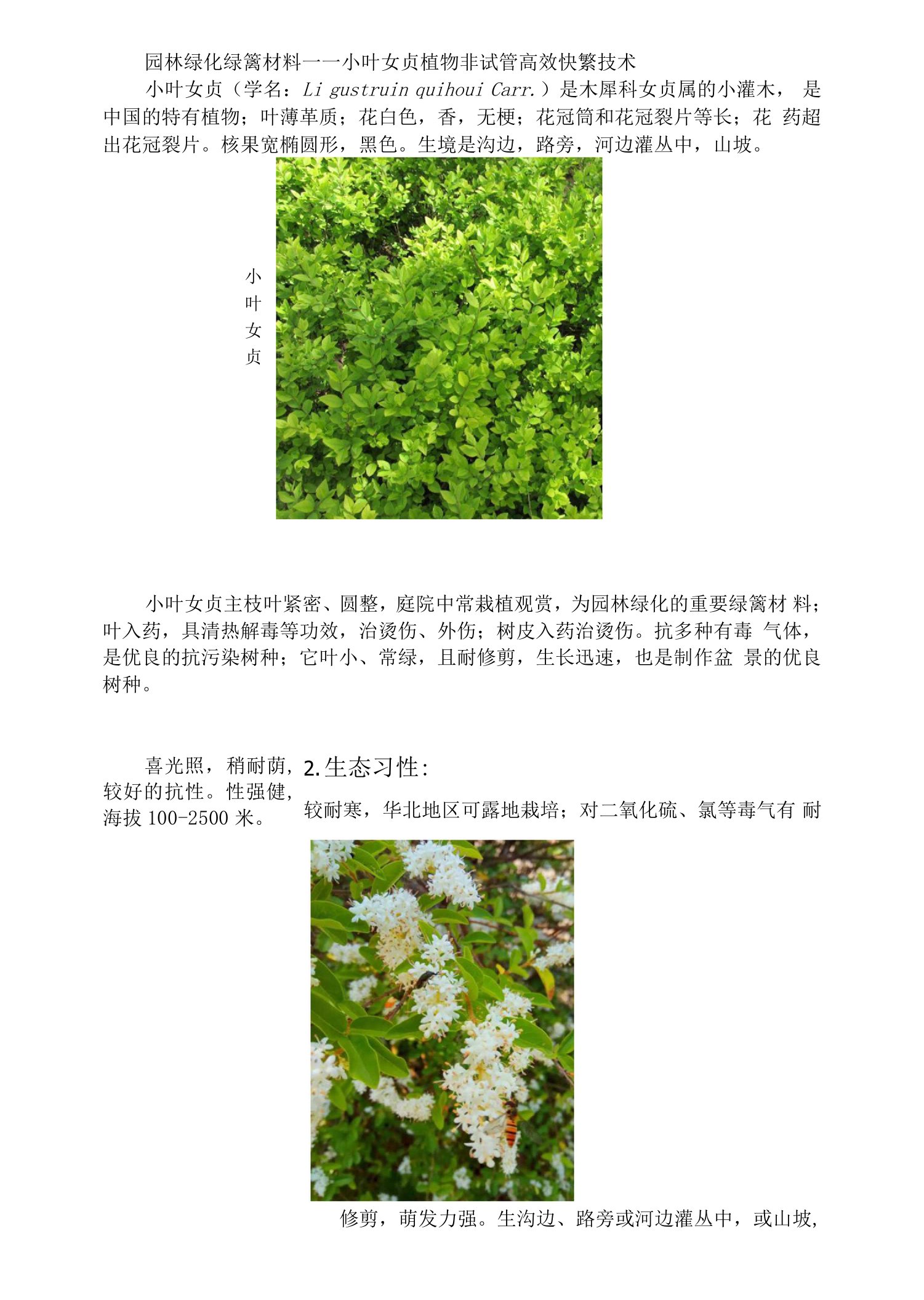 园林绿化绿篱材料——小叶女贞植物非试管高效快繁技术