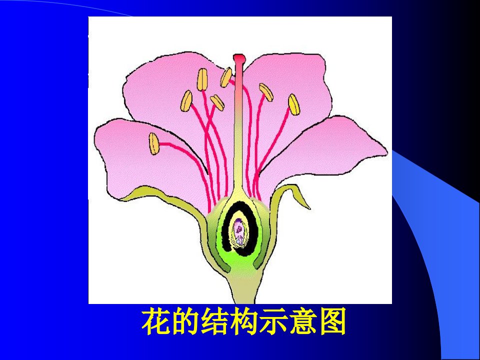 花的结构示意图