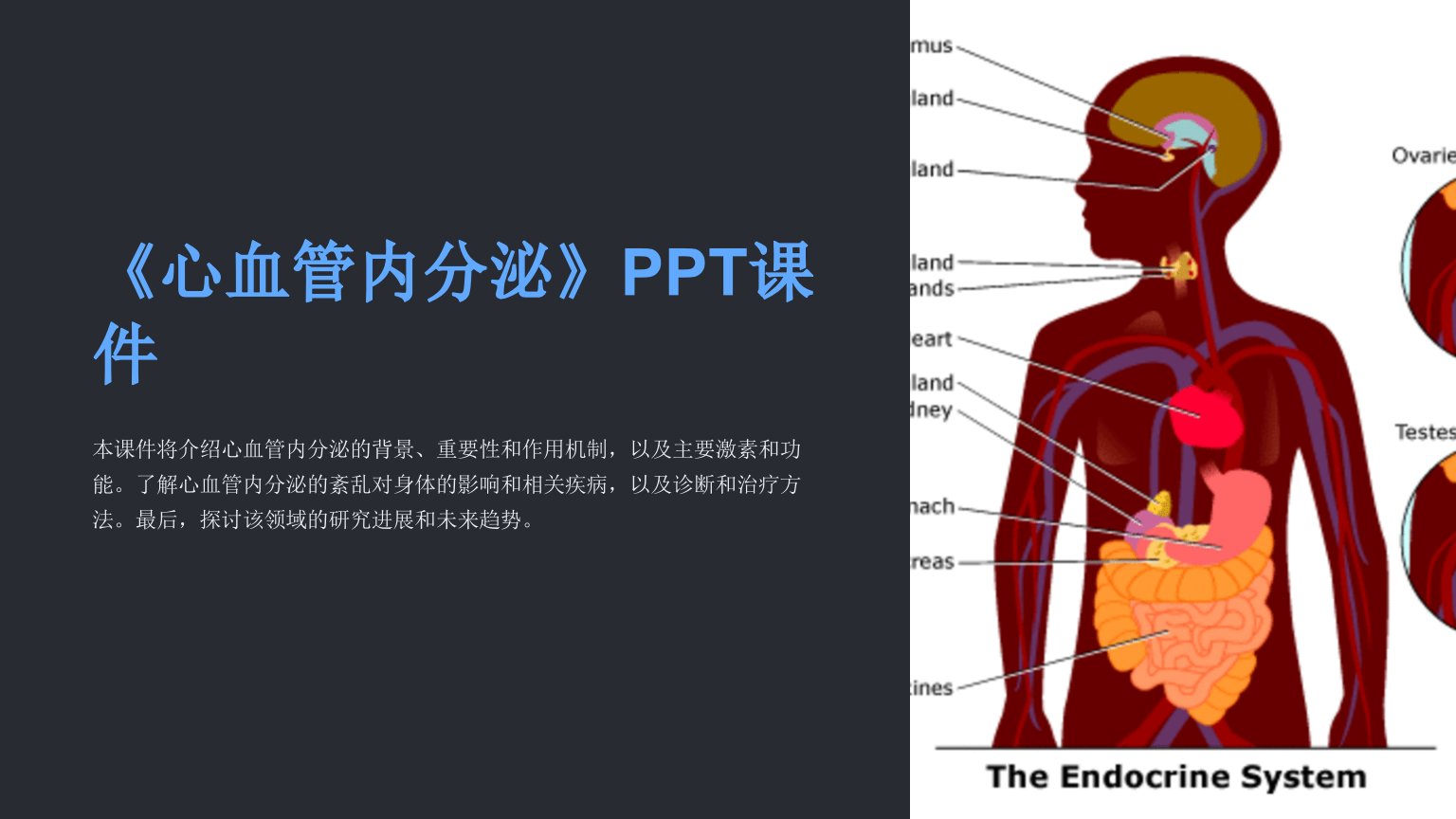 《心血管内分泌》课件