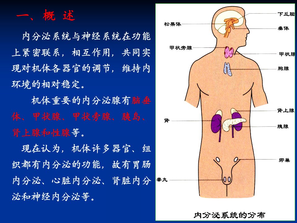 人体解剖生理学第十一章内分泌系统培训资料