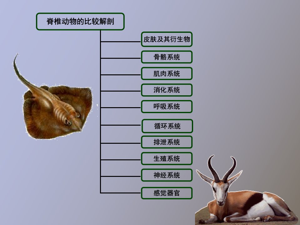 脊椎动物比较解剖