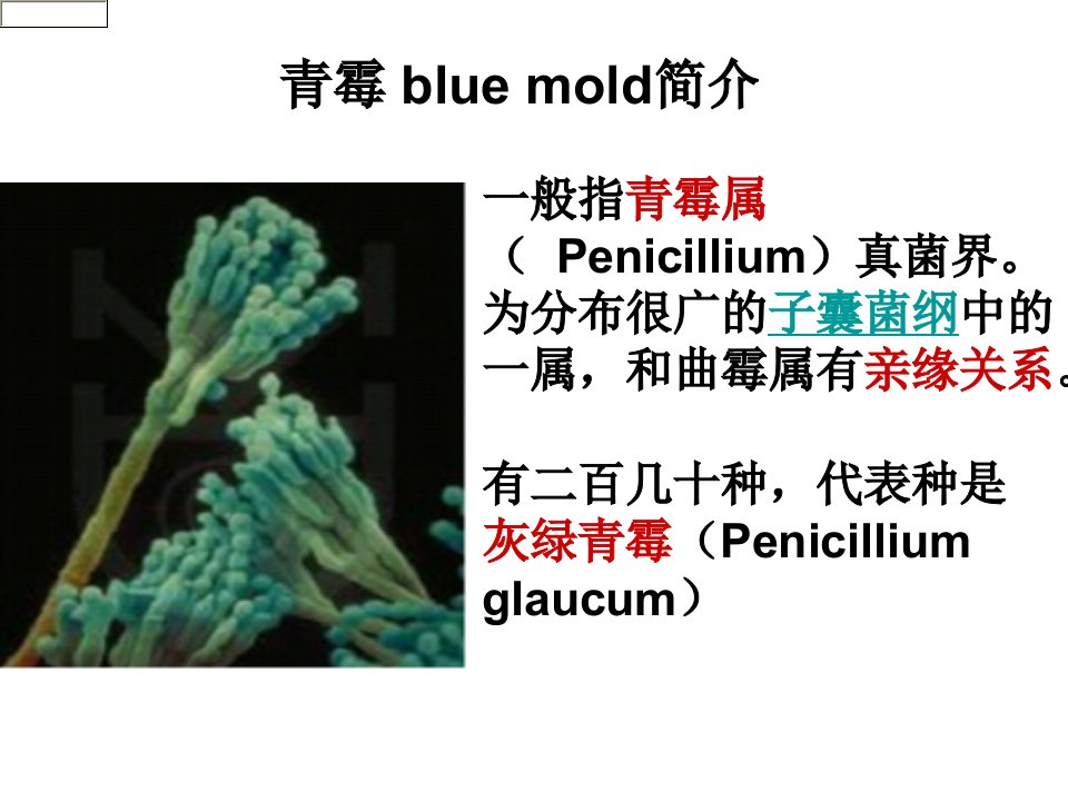青霉与曲霉介绍