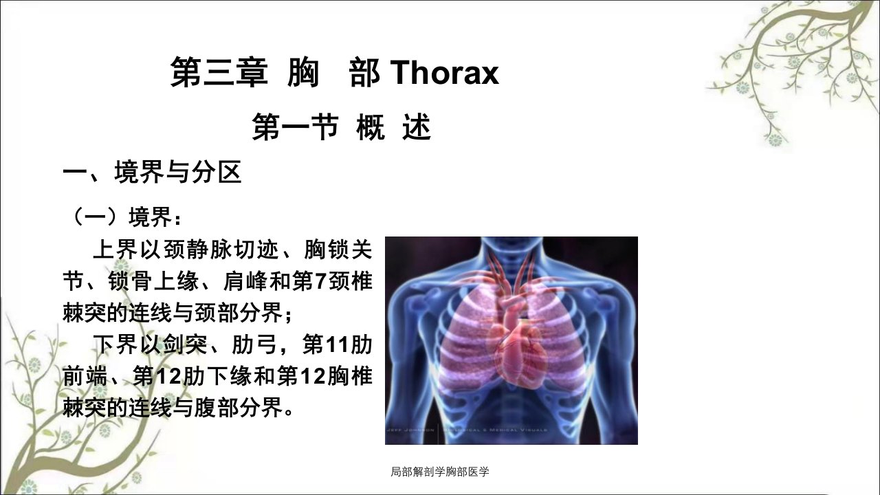 局部解剖学胸部医学课件