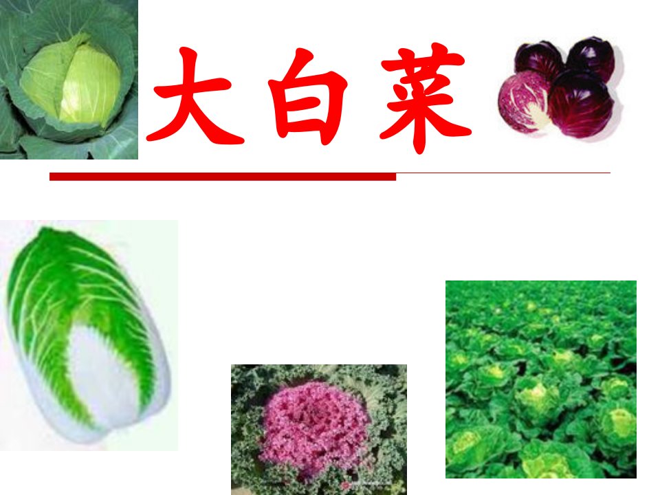 白菜栽培技术介绍