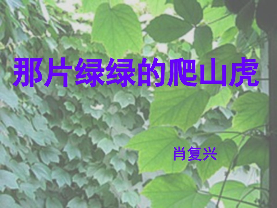 人教新课标四上《那片绿绿的爬山虎》