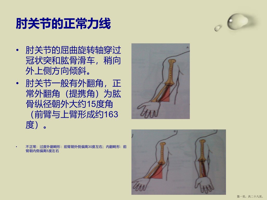 肘关节生物力学