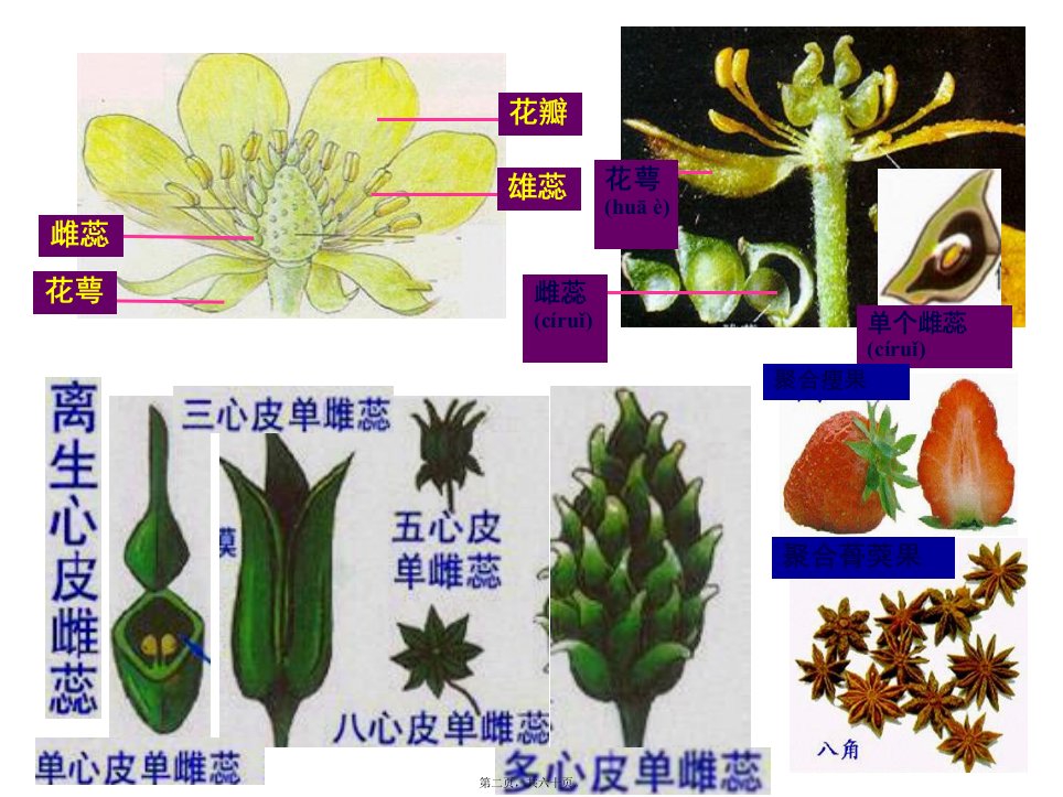 医学专题生药学02毛茛科