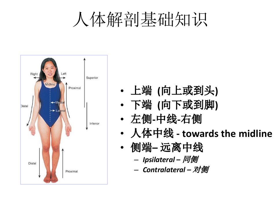 picc相关解剖ppt课件