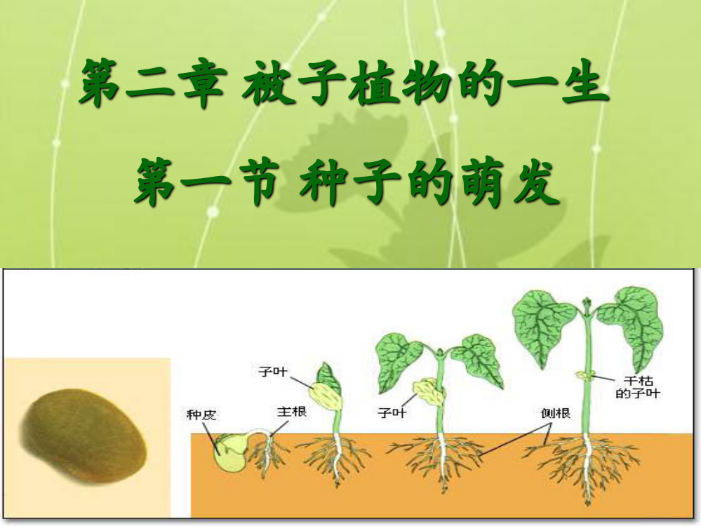 种子的萌发_14