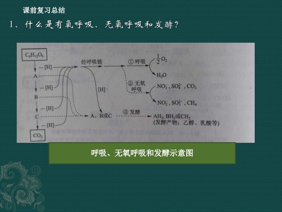 实验五霉菌的形态结构观察