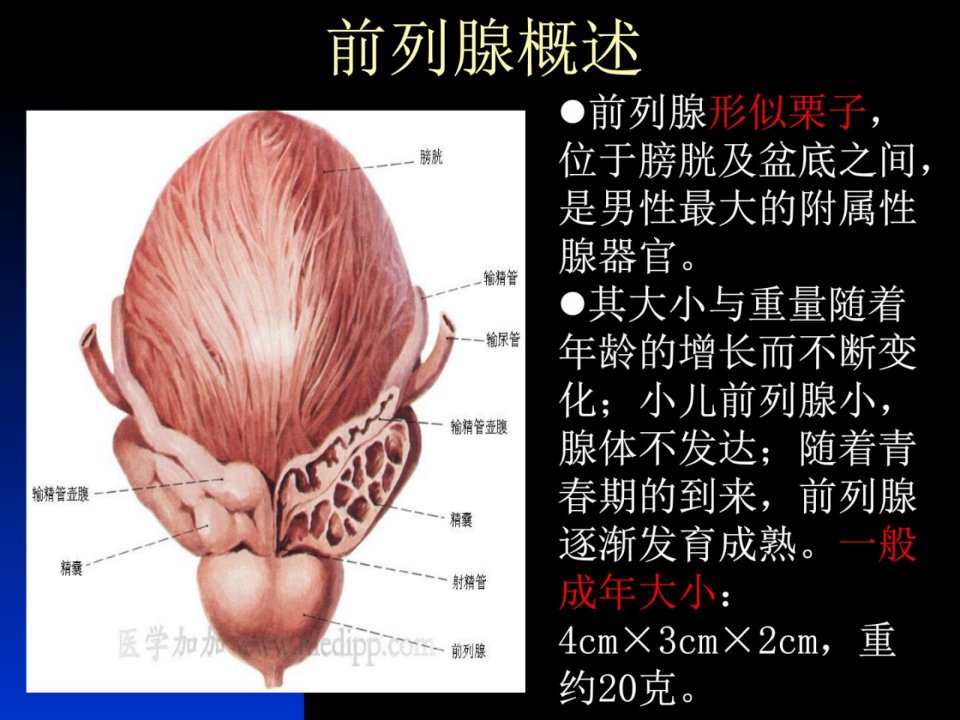 前列腺炎课件演示