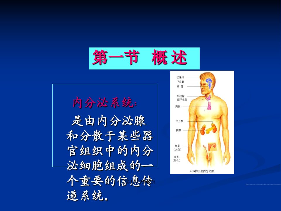 内分泌山东大学医学院生理学研究所