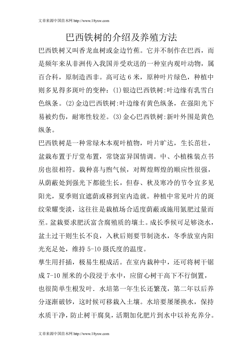 巴西铁树的介绍及养殖方法