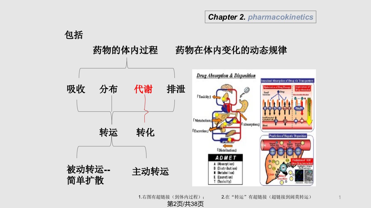 药物代谢动力学解析