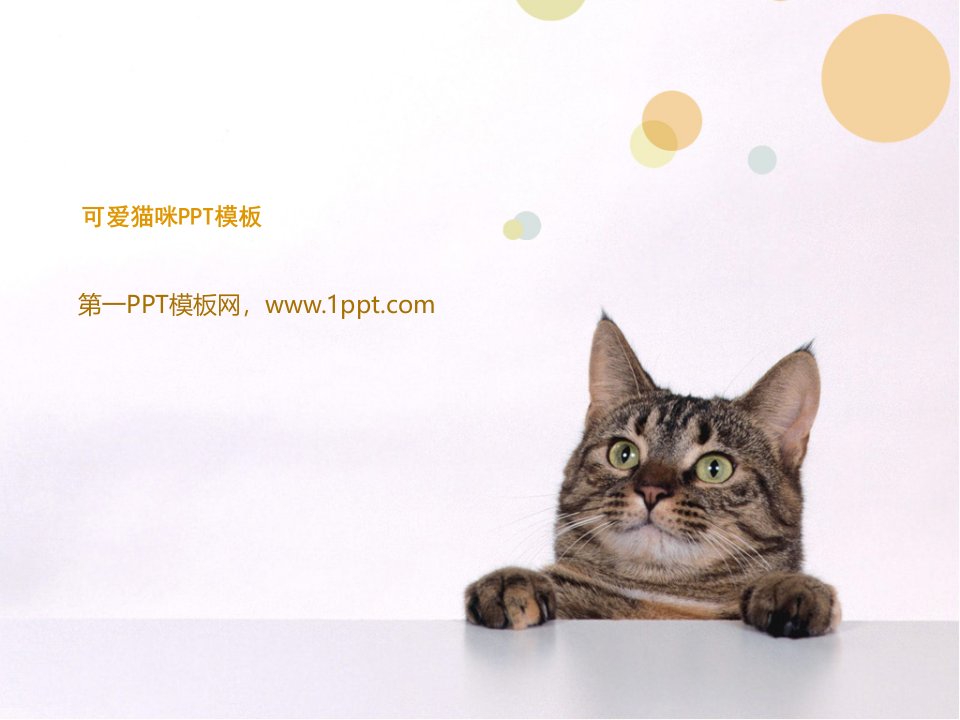 可爱猫咪模板ppt培训课件