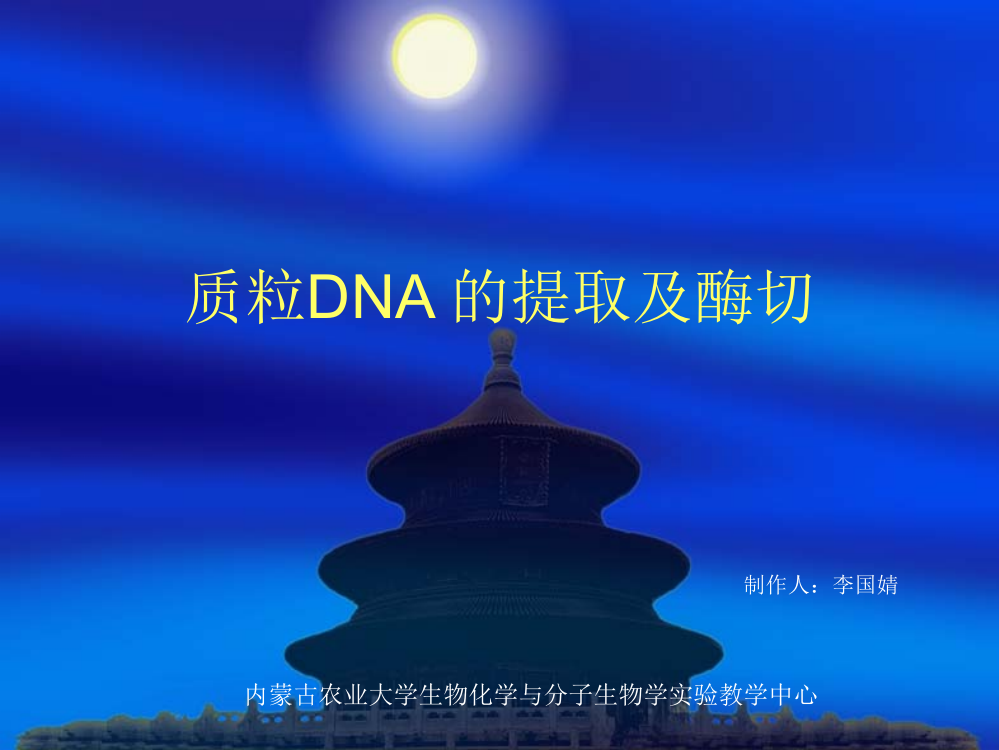 质粒DNA