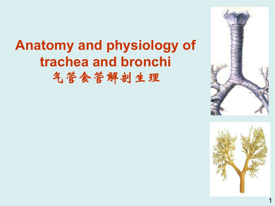 【医学ppt课件】气管食道解剖及异物