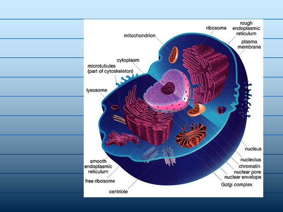 细胞生物学翟中和编第十章-细胞核与染色体