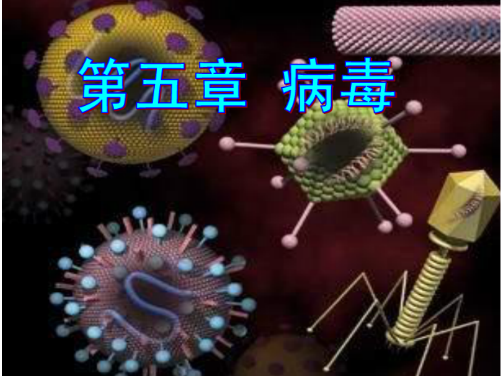 八年级生物上册《病毒》