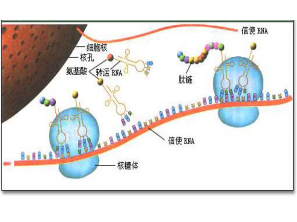 中医中药遗传信息的表达课件