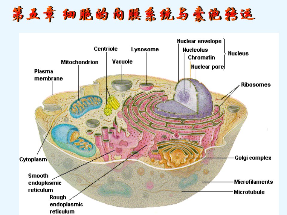 细胞的内膜系统与囊泡转运-细胞生物学课件讲义汇总