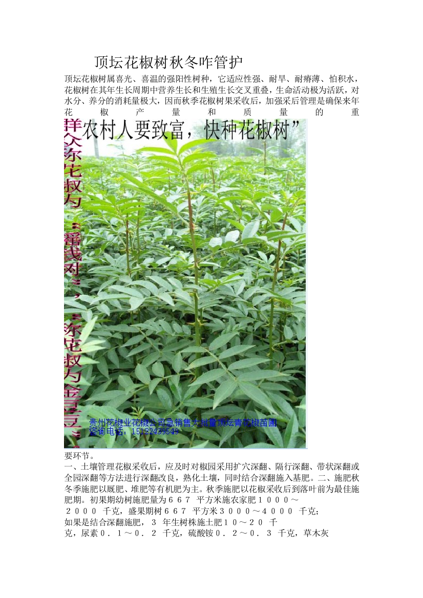 顶坛花椒树秋冬咋管护