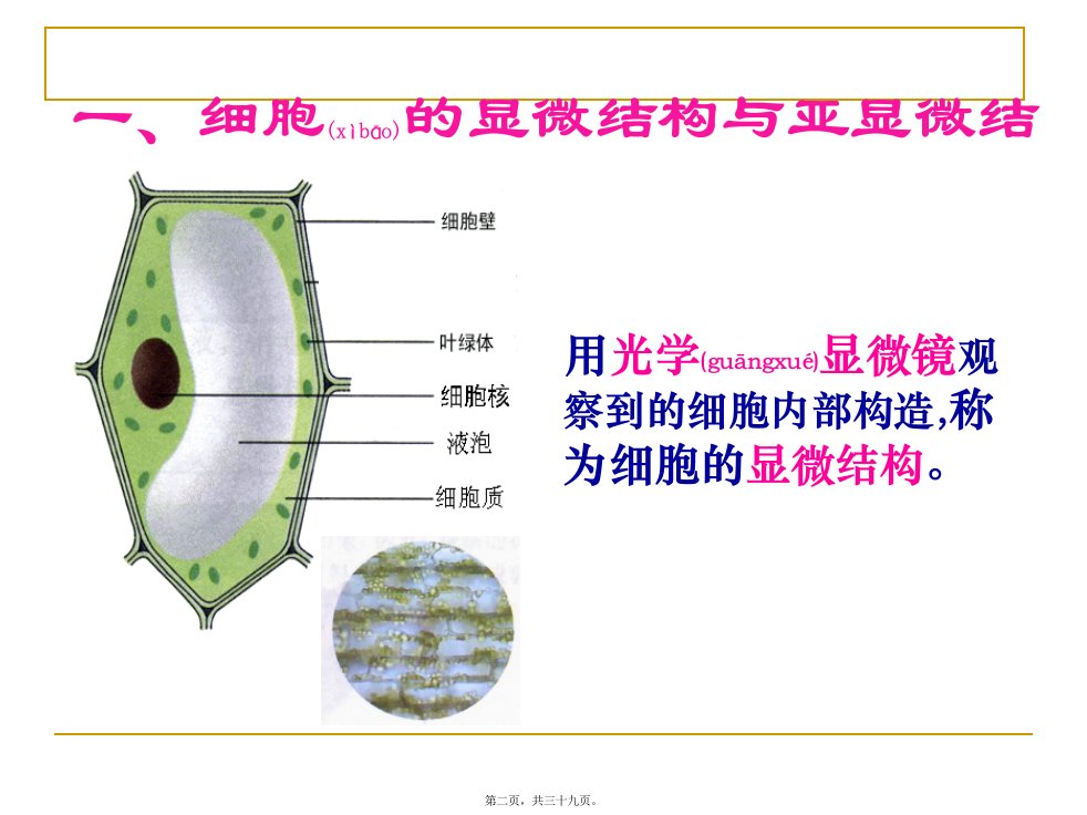 医学专题细胞器系统内的分工合作