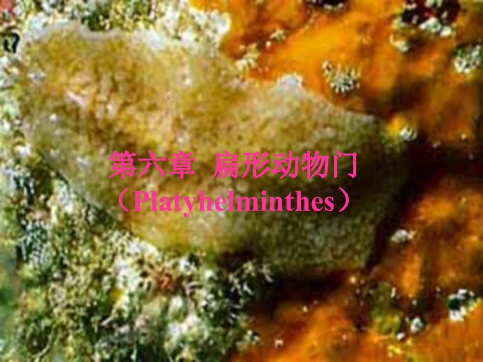 动物生物学扁形动物门课件