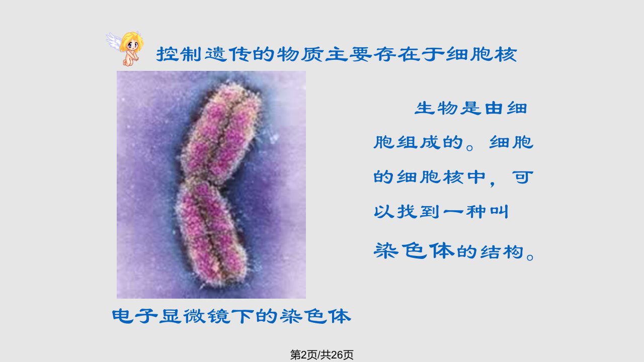 状遗传的物质基础