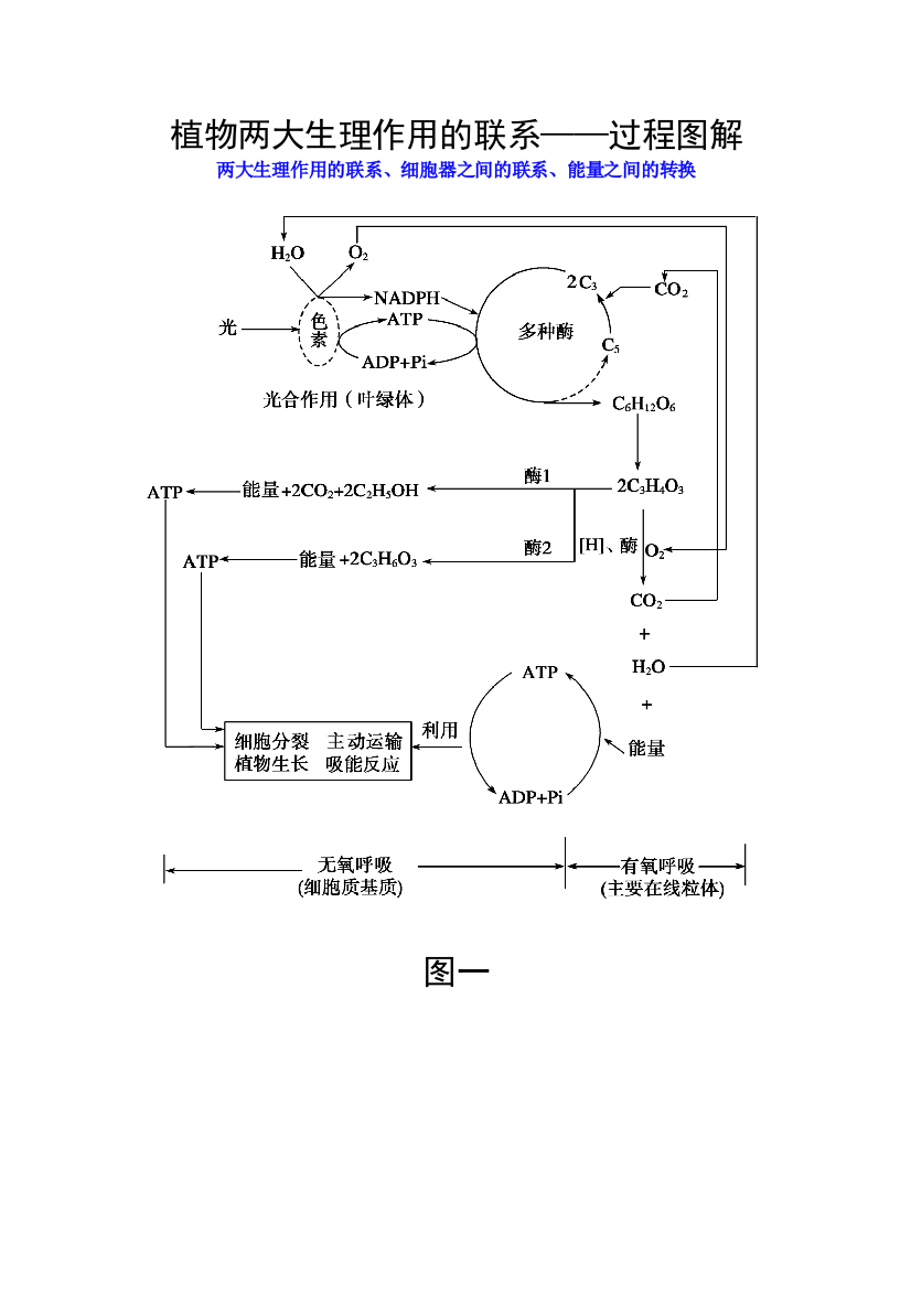 生物光合作用和细胞呼吸图解便于理解