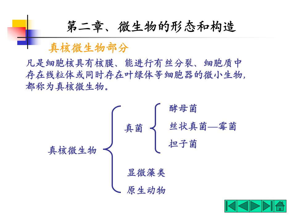 《三节酵母菌》PPT课件