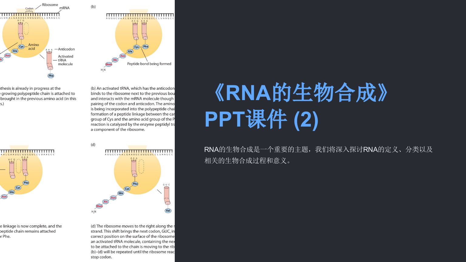 《RNA的生物合成》课件