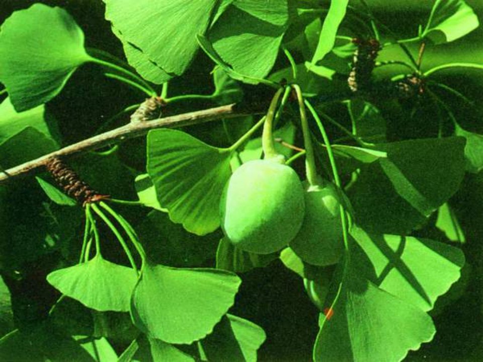 七年级生物叶的结构