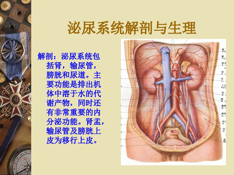 医学专题泌尿系结石的诊治