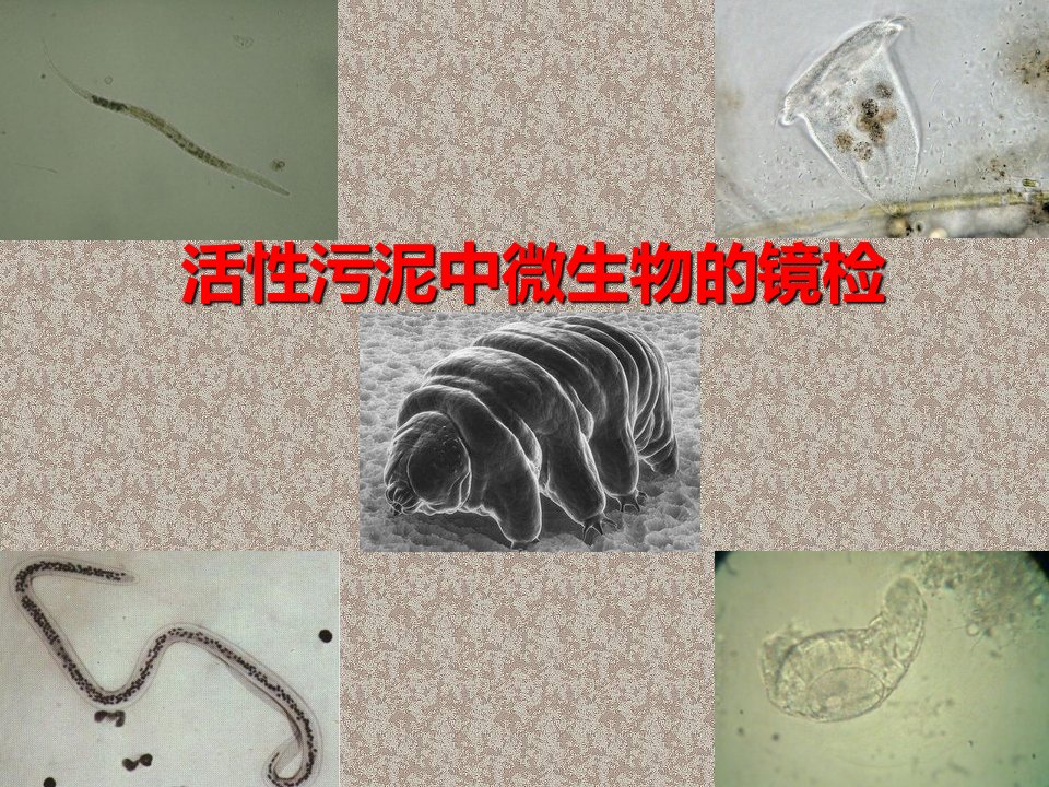 显微镜的使用和污泥生物相观察课件