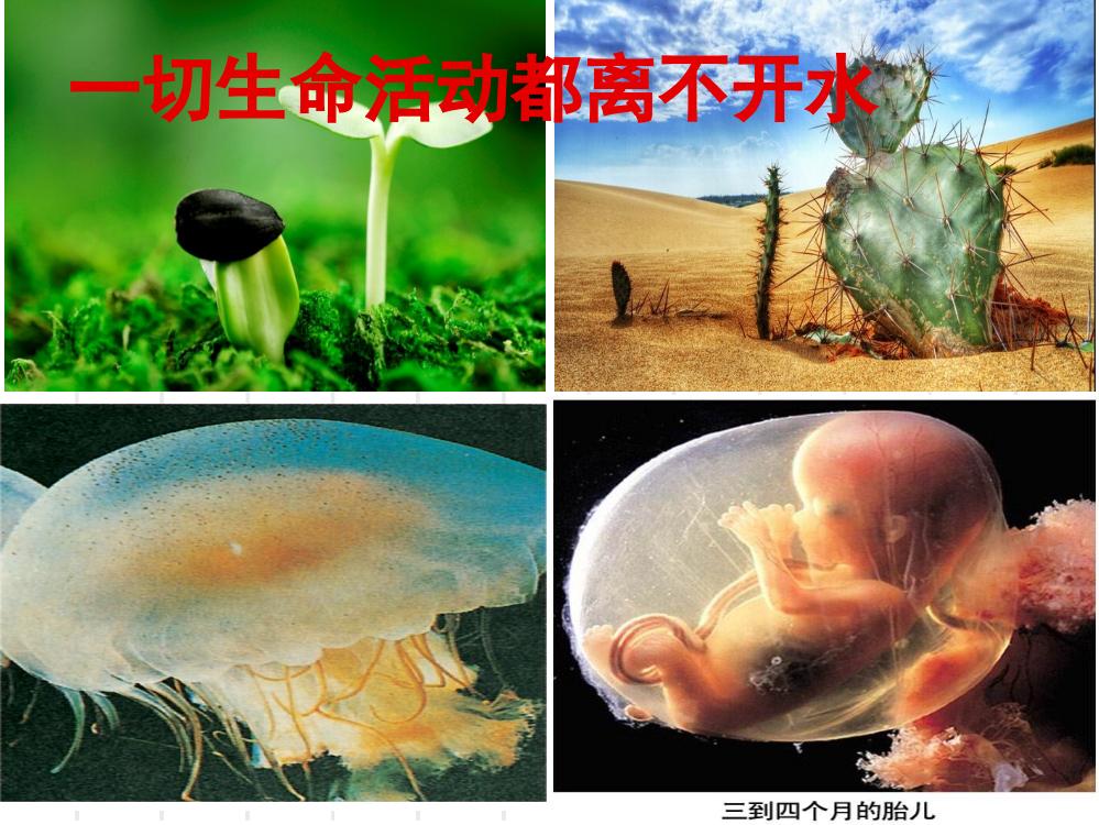 营造地表形态的力量生物科组