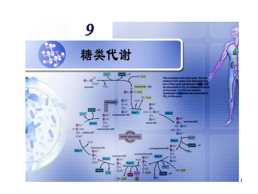 生物化学糖类代谢ppt课件