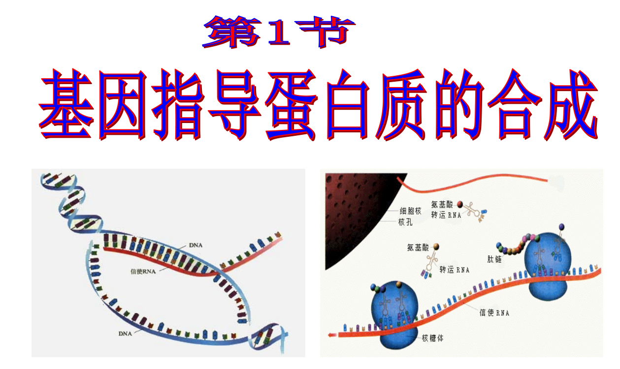 基因指导蛋白质合成最新版本ppt课件