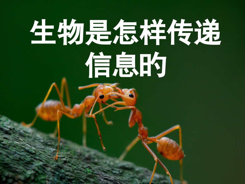 17《生物是怎样传递信息的》省名师优质课赛课获奖课件市赛课一等奖课件