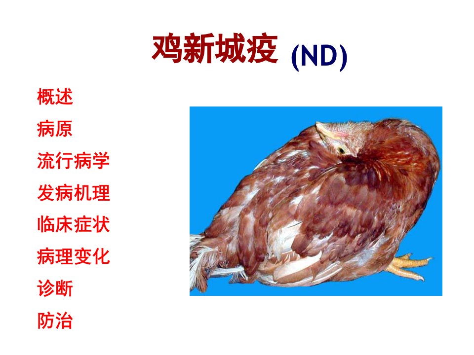 聊城大学农学院《禽病学》课件病毒病第一节N