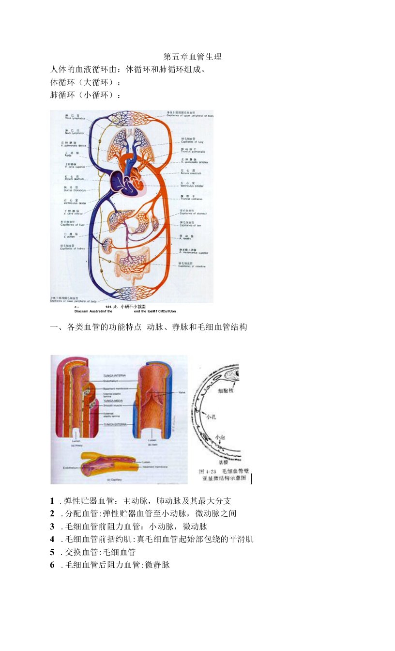 复旦大学生理学讲义05血管生理