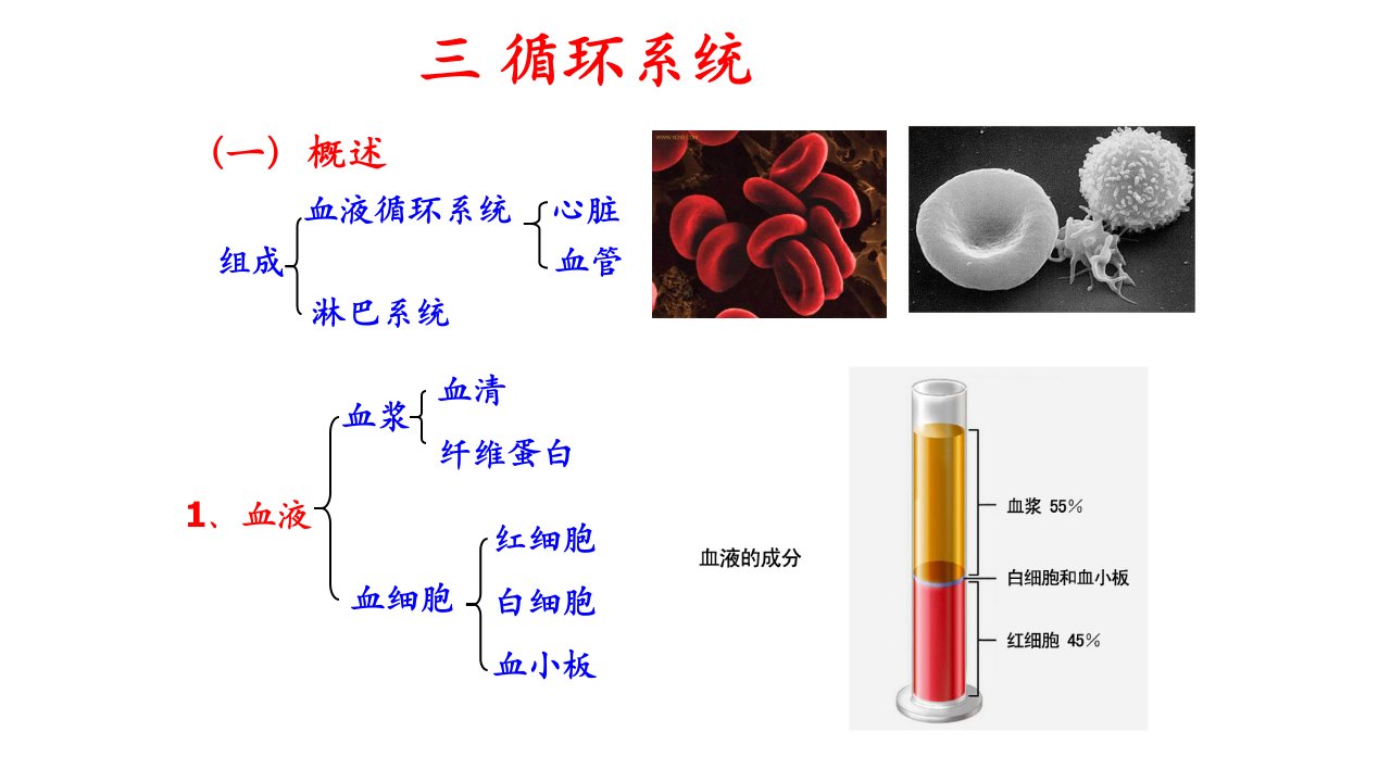 婴幼儿的血液循环系统及特点