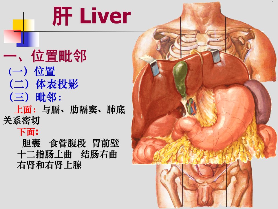 肝胆门V