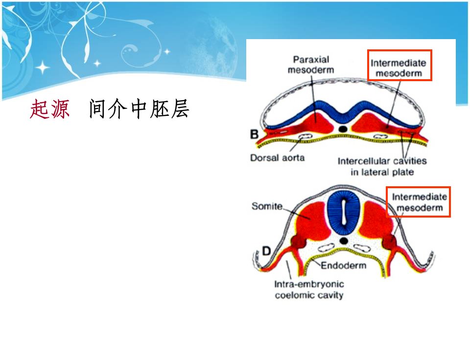 医学专题泌尿生殖发生