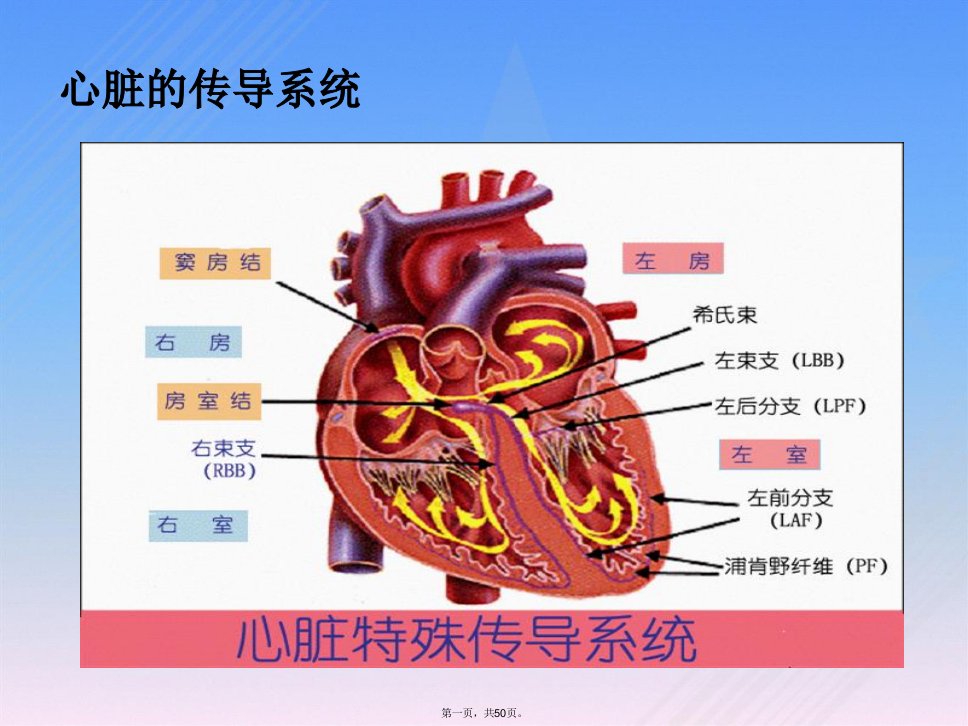 常见异常心电图的识别