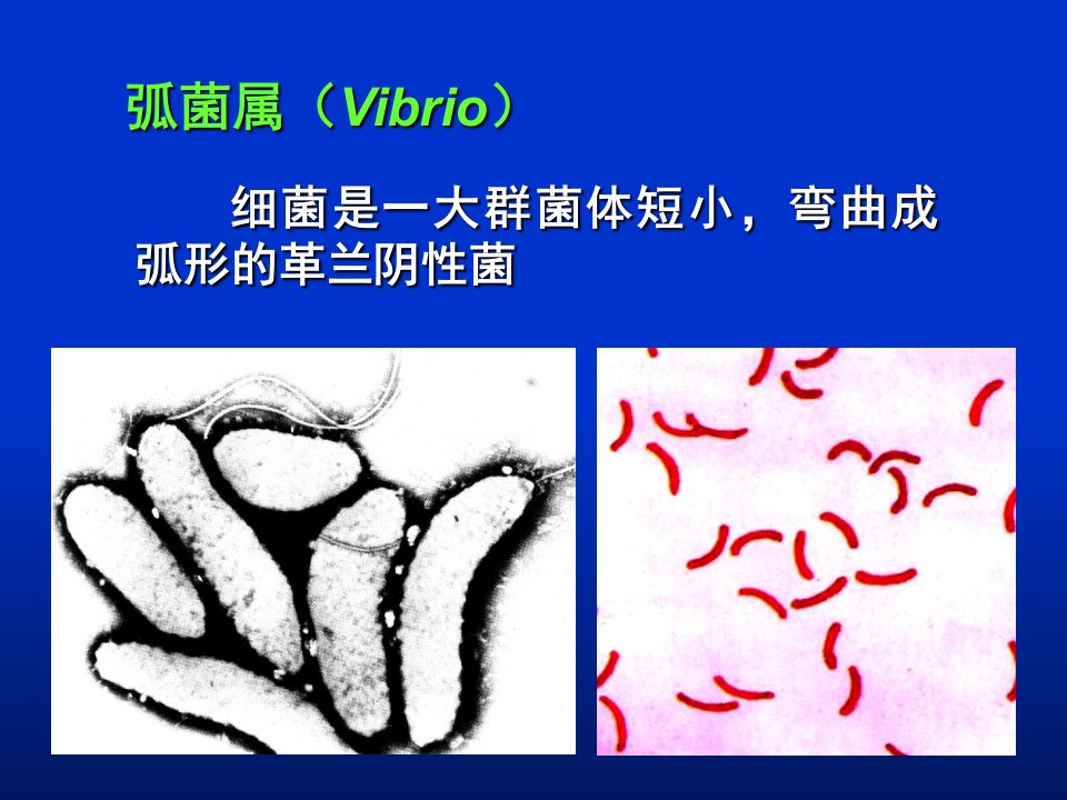 华西微生物课件三份PPT幻灯片